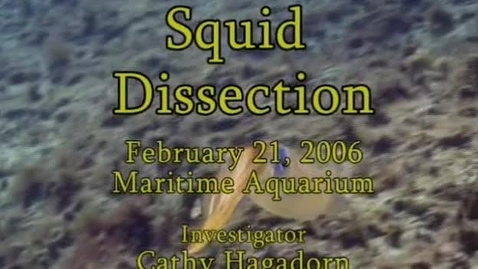 Thumbnail for Squid Dissection (Module 4)