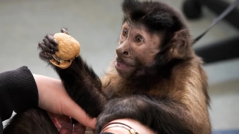 Thumbnail for Helping Hands Matching Capuchins with Those in Need