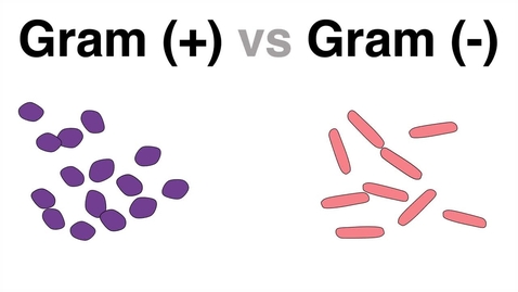 Thumbnail for Gram positive and gram negative bacteria (Gram Staining procedure explained) - NURS 3015