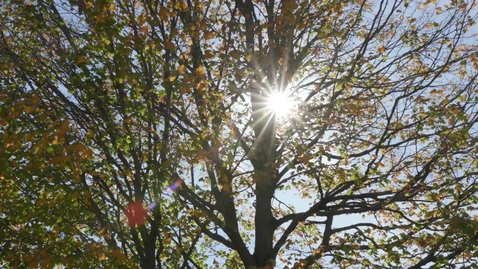 Thumbnail for Indigenous People's Day Tree Dedication 2021