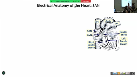 Thumbnail for 250729 - M2 - CARD - 11am - Cardiac Cellular Electrophysiology I - Raucci