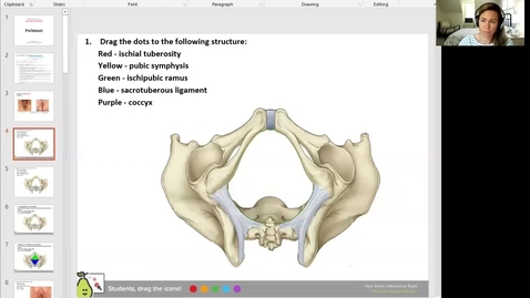 Thumbnail for 210427 - M1 - 9am - REPR - Anatomy Lab: Urogenital and Anal Triangles - Harrell