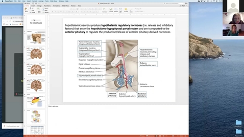 Thumbnail for 201030 - M2 - 10am - MBB - Diencephalon - McGinn Greer
