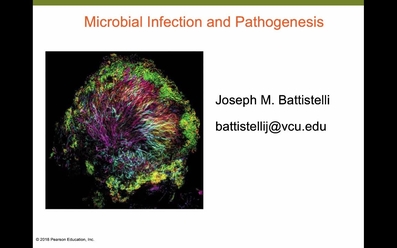 スプリングセール♪P.willinckii Bacteria 前葉体 胞子体 ①