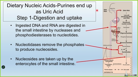 Thumbnail for 250812 - M1 - MBHD - Purine and Pyrimidine Metabolism II