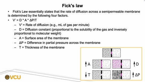 Thumbnail for 06. Fick's law