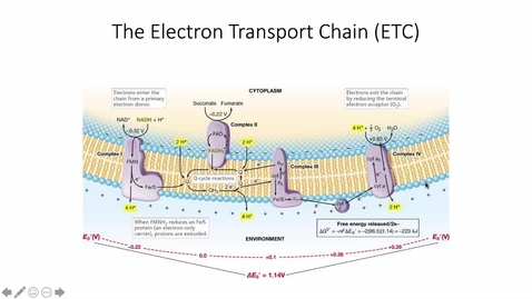 Thumbnail for ElectronTransportChain
