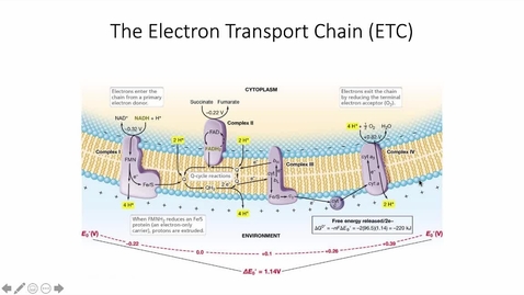 Thumbnail for entry ElectronTransportChain