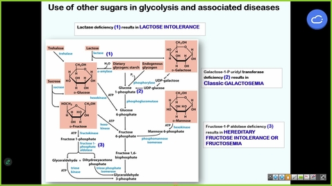 Thumbnail for 250903 - M1 - 8AM - MBHD - Glycolysis and Pentose Pathway PT 2