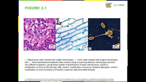 Thumbnail for entry BIOL101 Ch 3 Carr Sp2021