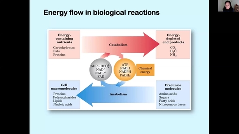 Thumbnail for 200814-M1-11am-MBHD-Pathway Integration Review-SatoBigbee, Cowart, Wattenberg