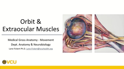 Thumbnail for 250207 - M1 - MOVE - 8am - Anatomy: Orbit &amp; Extraocular Muscles - Lane Fickert