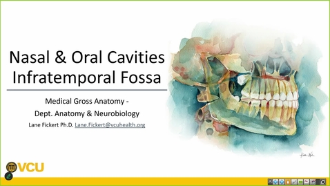 Thumbnail for 250304 - M1 - GI - 8am -  Anatomy Lecture: Nasal and Oral Cavities - Fickert