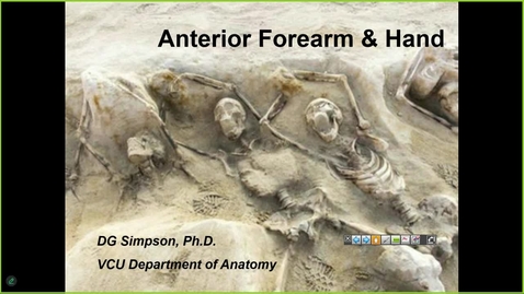 Thumbnail for 250130 - M1 - MOVE - 8am - Anatomy: Anterior Forearm and Palm of Hand - Simpson 