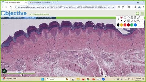 Thumbnail for 260220 - M1 - MOVE - HISTOLOGY OF THE SKIN