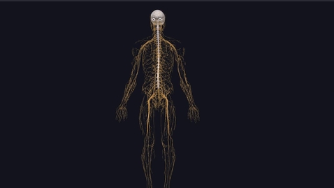 Thumbnail for Overview of the Nervous System