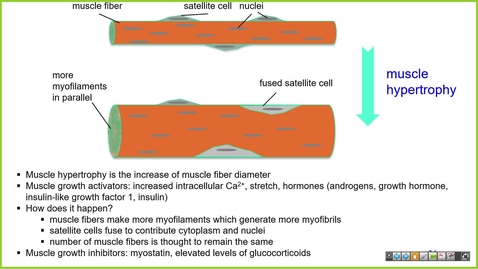 Thumbnail for 240911  - M1 - PHYS - 8am - Skeletal Muscle 3 + Autonomic Physiology 1- Samso + Anderson