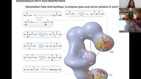 Thumbnail for entry 200813-M1-8am-MBHD-Lipid Structure, Function and Metabolism Pt 2 of 3-Cowart