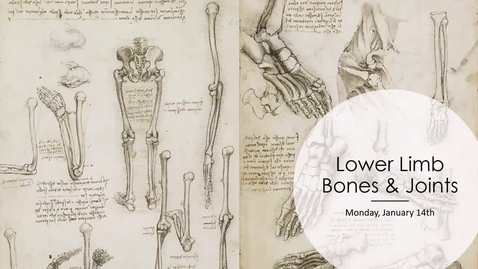 Thumbnail for entry Lower Limb Bones and Articulations