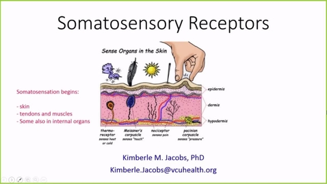 Thumbnail for entry 211109 - M2 - 9am - NRS - Sensory Receptors and Somatosensory Physiology - Jacobs