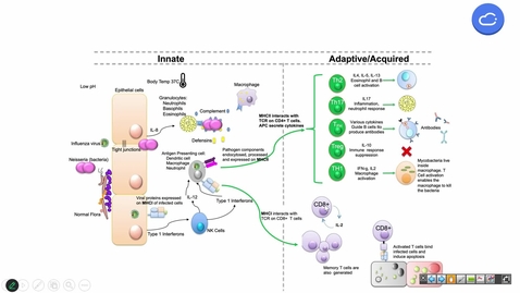 Thumbnail for 241015  - M1 - I&amp;I - 10am -   Effector T cells + Mycobacteria and T Cells  - Bos + Jefferson