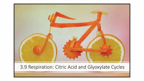 Thumbnail for CitricAcidCycleAndGlyoxylateCycle