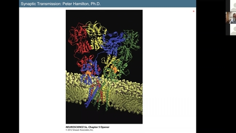 Thumbnail for entry 201022 - M2 - 10am - MBB - Synaptic Transmission - Hamilton