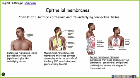 Thumbnail for 241114  - M1 - FOD - 10am - Basic Tissues + Gross Anatomy Concepts - Bigbee + Colello