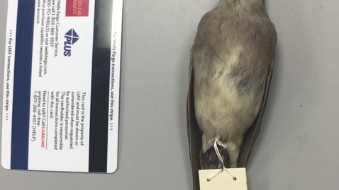 Thumbnail for Western Wood Pewee Identification