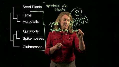 Thumbnail for entry Vascular Plants: Overview