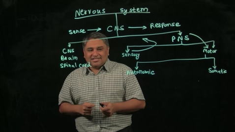 Thumbnail for Biology of Addiction: Nervous System