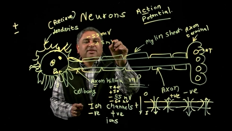 Thumbnail for entry Biology of Addiction: Structure and function of a neuron