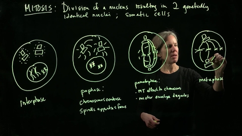 Thumbnail for Mitosis