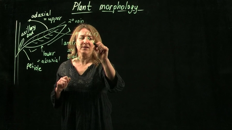 Thumbnail for entry Plant Morphology (Part I)