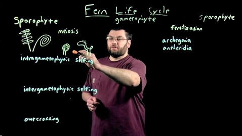 Thumbnail for The Fern Life Cycle