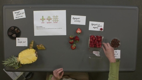 Thumbnail for Reproductive Morphology: Live Fruits, Aggregate and Multiple Fleshy