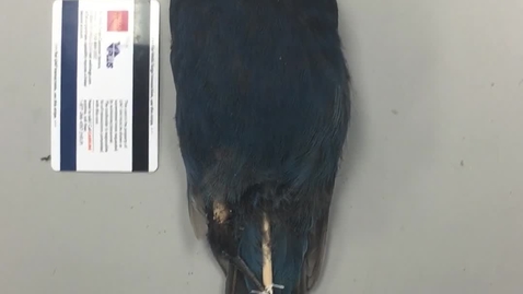 Thumbnail for Steller's Jay Identification