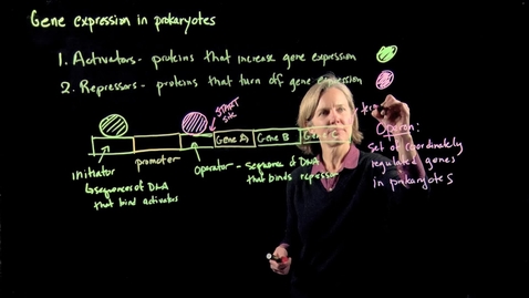 Thumbnail for entry Gene Expression in Prokaryotes