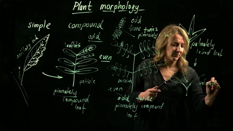 Thumbnail for entry Plant Morphology (Part II)