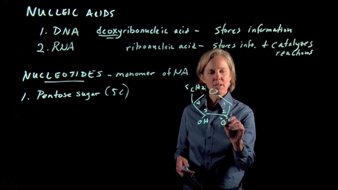 Thumbnail for entry Nucleic Acids