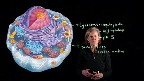 Thumbnail for Eukaryotic Cells and Organelles