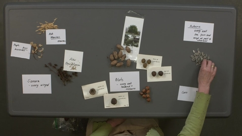 Thumbnail for Reproductive Morphology: Live Fruits, Dry Indehiscent