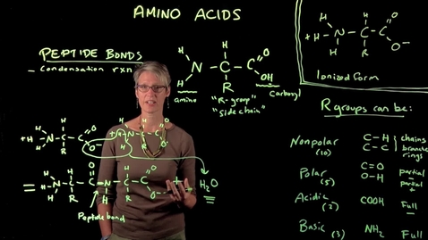 Thumbnail for entry Amino Acids