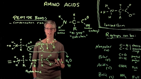 Thumbnail for Amino Acids