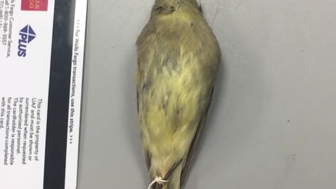 Thumbnail for Pacific-slope Flycatcher Identification