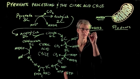 Thumbnail for entry Pyruvate Processing &amp; The Citric Acid Cycle