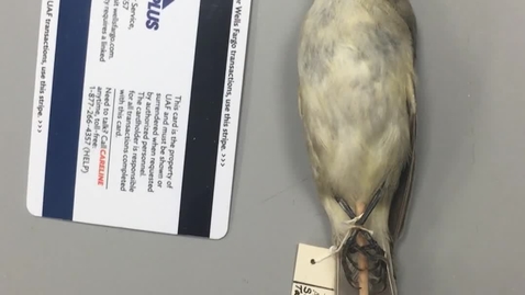 Thumbnail for Warbling Vireo Identification