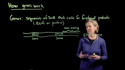 Thumbnail for How Genes Work