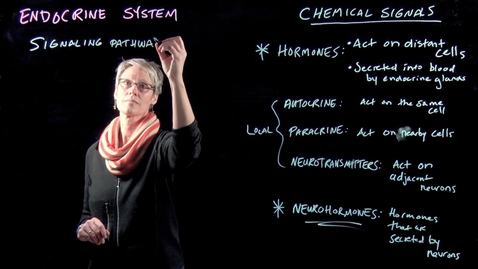 Thumbnail for The Endocrine System