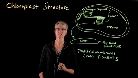 Thumbnail for entry Chloroplast Structure